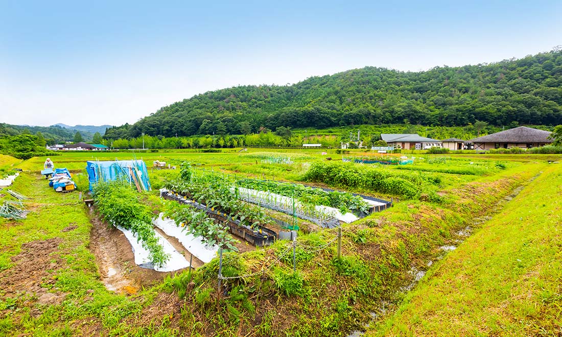 瑞穂マスターズ農園